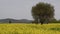 Beautiful field of yellow flowers with olive trees and blue cloudy sky in the Tuscan countryside, near Pienza Siena, Italy.