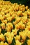 Beautiful field of yellow tulips