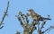 A beautiful Fieldfare Turdus pilaris perching on a branch in a tree.