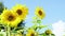 Beautiful fields with sunflowers in the summer in the rays of bright sun. Crop of crops ripening in field. field of