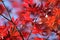 Beautiful fiery fall colour, Acer foliage