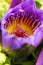 Beautiful fiery yellow core of purple flower macro closeup