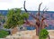 Beautiful figure of a Gnarled tree on the background of the foggy Grand Canyon, Arizona