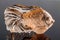 Beautiful figurine fish made of topaz on a gray background