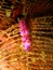 Beautiful Fiji nudibranch