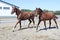 Beautiful filly Hanoverian and Trakehner breed