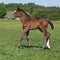 Beautiful filly on pasturage