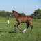 Beautiful filly on pasturage