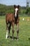 Beautiful filly on pasturage