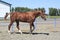 Beautiful filly Trakehner breed