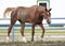 Beautiful filly Trakehner breed in feedlot paddock