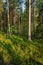 Beautiful finnish forest at sunrise light landscape