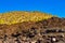 Beautiful Fir Forest In The Arid Volcanic Sands In El Teide National Park. April 13, 2019. Santa Cruz De Tenerife Spain Africa.