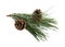 Beautiful fir tree branch with pinecones on white background