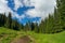 Beautiful fir trees in the mountains and lonely horse