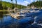 Beautiful Firehole River with Floating Logs