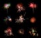 Beautiful firework set on black background. Very large resolution picture.