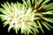 Beautiful fireworks blur background isolate on black background