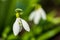 Beautiful first flowers snowdrops in spring forest