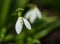 Beautiful first flowers snowdrops in spring forest