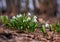 Beautiful first flowers snowdrops in spring forest