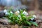 Beautiful first flowers snowdrops in spring forest