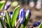 Beautiful first spring flowers crocuses bloom