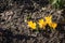 Beautiful first spring flowers crocuses bloom under bright sunlight