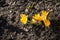 Beautiful first spring flowers crocuses bloom under bright sunlight