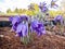 Beautiful first spring flowers Pasqueflower or purple cowbell surrounded by grass on bright sun