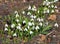 Beautiful first spring flowers - Snowdrops.