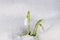 Beautiful first spring flowers snowdrops appeared from under the