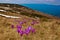 Beautiful first spring flowers. View of close-up blooming violet crocuses in the mountains.