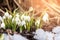 Beautiful first spring flowers - white snowdrops