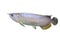  beautiful fish Arowana or Asian bonytongue Arowana on white background, gold and silver colors. Science name is