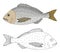 Beautiful fish dorado, hand drawing. Set of fish in color and black and white. Vector illustration