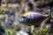 Beautiful fish Naso Elegans in the aquarium in northern Russia