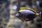 Beautiful fish Naso Elegans in the aquarium in northern Russia