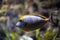 Beautiful fish Naso Elegans in the aquarium in northern Russia