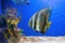 Beautiful fish Platax teira, Longfin Batfish in blue water of aquarium, marine life
