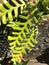 Beautiful fishbone cactus in flower garden munnar