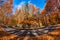 Beautiful fisheye view of a forest with trees and foliage autumn leaves on the road to Sfanta Ana