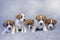 beautiful five Jack Russell Terrier puppies sitting