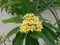 Beautiful five petaled frangipani flower