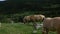 Beautiful fjord horses grazing on green grass in mountainside pasture.