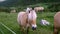 Beautiful fjord horses grazing on green grass in mountainside pasture