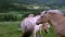 Beautiful fjord horses grazing on green grass in mountainside pasture in Norway.