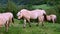 Beautiful fjord horses on green grass in mountainside pasture.