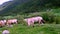 Beautiful fjord horses mares grazing on green grass in mountainside pasture