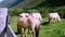 Beautiful fjord horses stallion and mare in mountainside pasture.